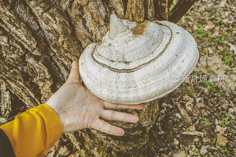 传染媒介fomentarius