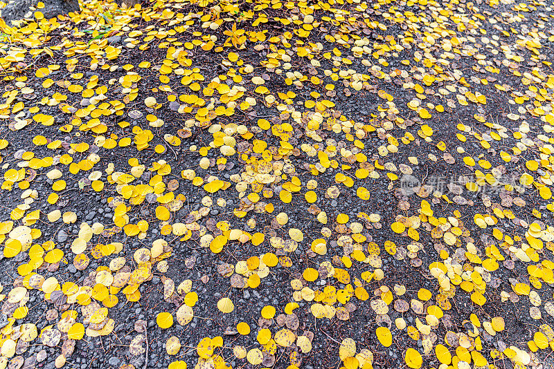 金色白杨树叶在秋天的广角视角，科罗拉多的格兰德梅萨