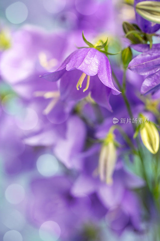 风铃花(风铃花)与美丽的散景