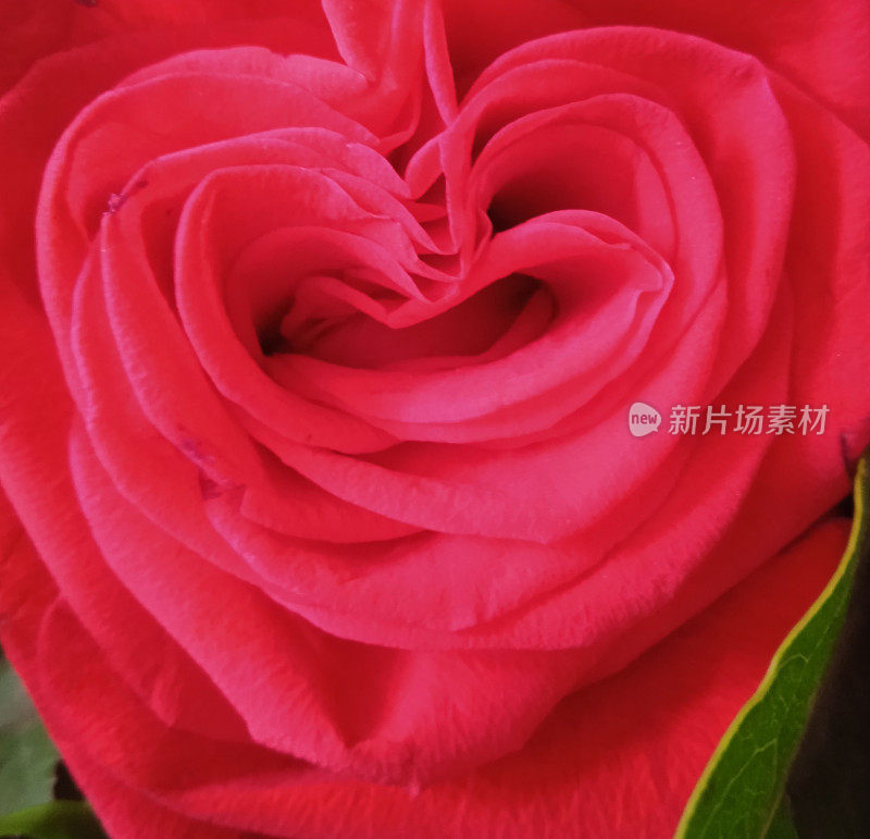 红玫瑰的宏观和它的花瓣形成一个心