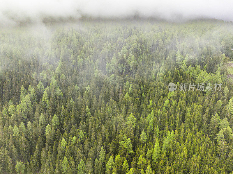 阿尔卑斯山中东部的一座山上的松树林景观