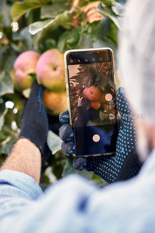 手农夫在室内用手机拍照有机苹果在温室花园苗圃农场生产，农业经营，智能农业技术理念
