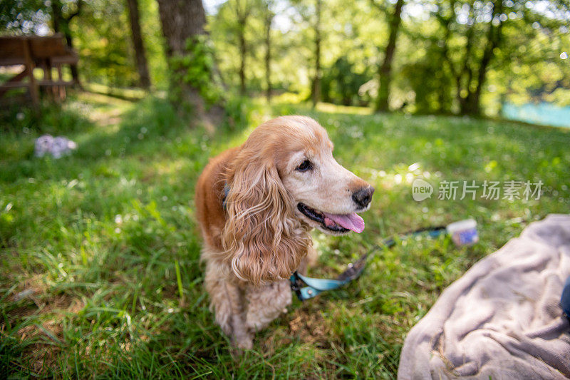 可卡犬在自然界