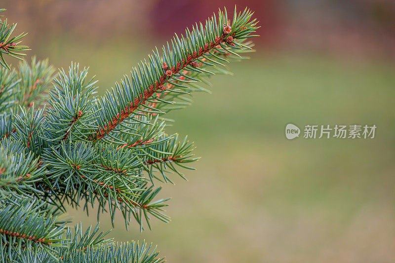 背景，抽象的圣诞树上的细枝用针线模糊