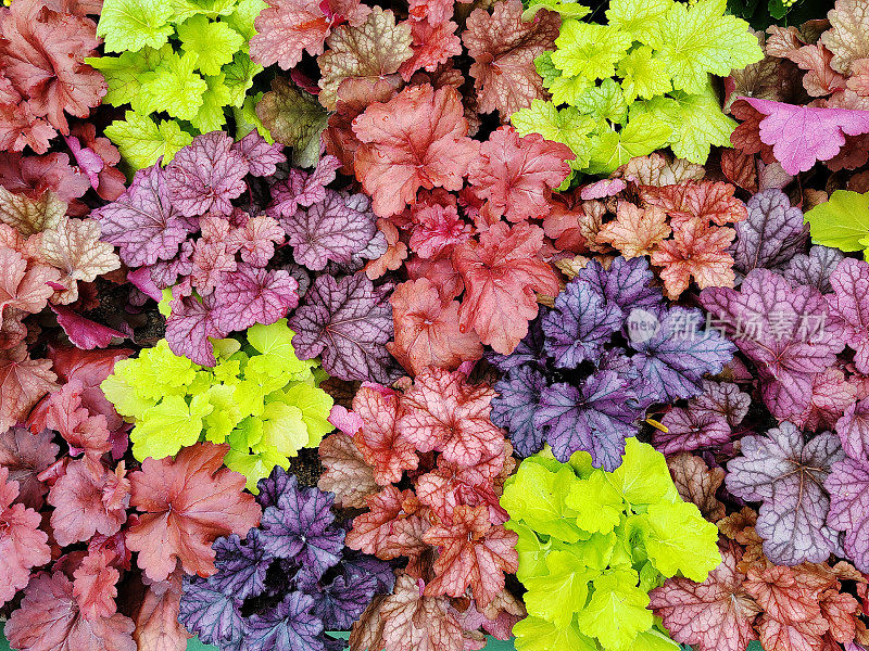 Heuchera