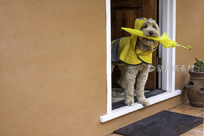 雨天金毛犬散步