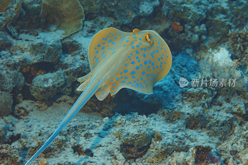 蓝斑黄貂鱼水下海洋生物珊瑚礁水下照片水肺潜水员观点