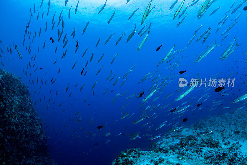 帕劳著名蓝角的黄尾梭鱼大群