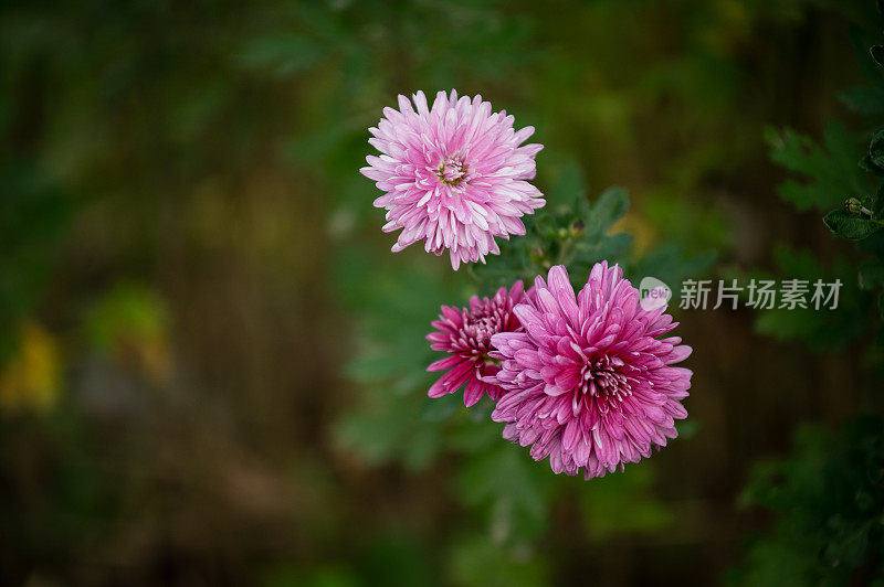 近近软紫色的菊花自然