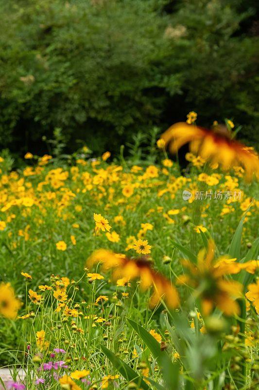 在一个阳光明媚的日子里，中国四川，青龙湖公园里盛开的五颜六色的野花