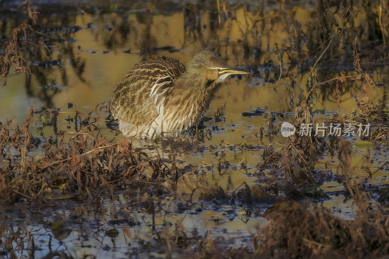 美洲卤鸟抬头羽毛湿地池塘秋天的颜色