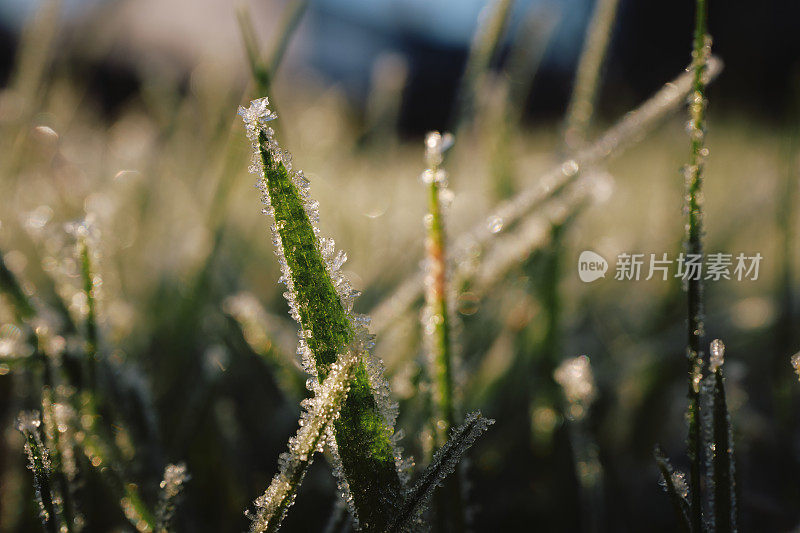 一个寒冷的冬天早晨，冰冻的草叶特写。