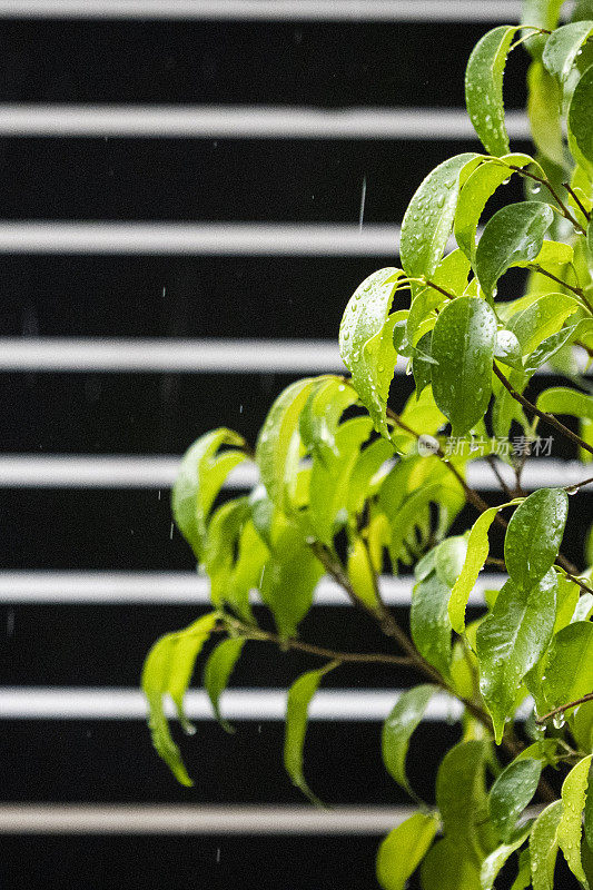 雨滴落在树叶上