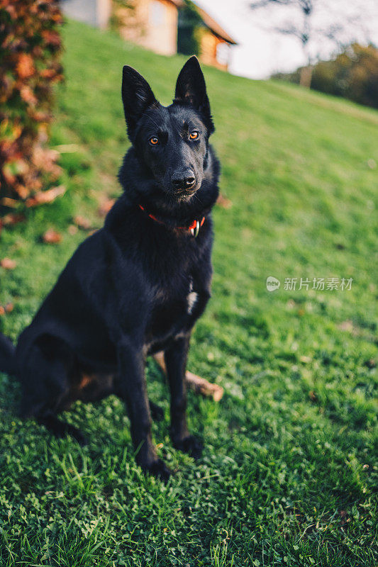 黑色的比利时牧羊犬正在注意看照片