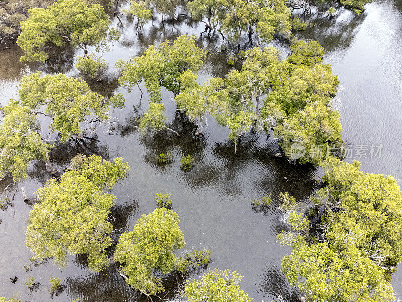 鸟瞰海湾与桉树