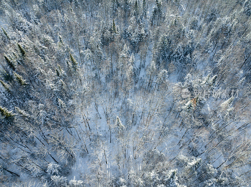 加拿大魁北克，暴风雪后冬季北方自然森林的鸟瞰图