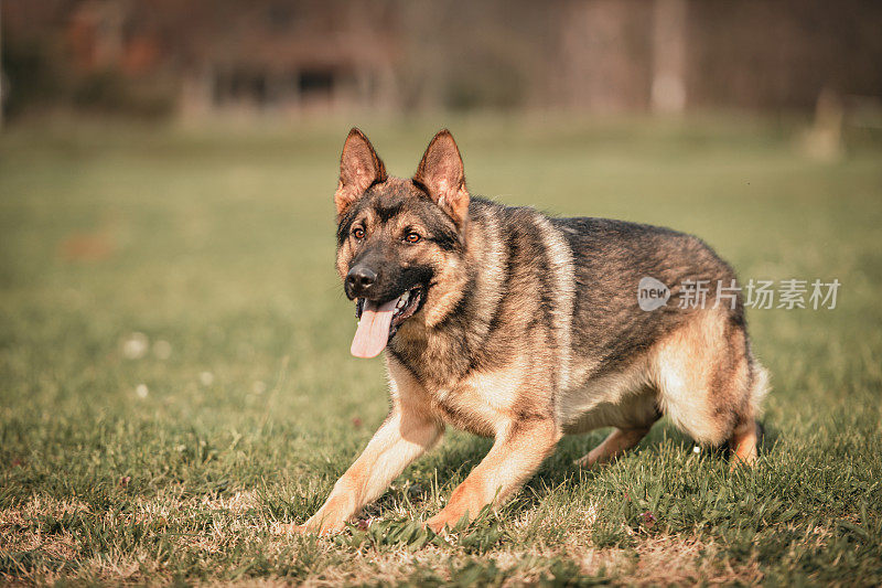 警犬