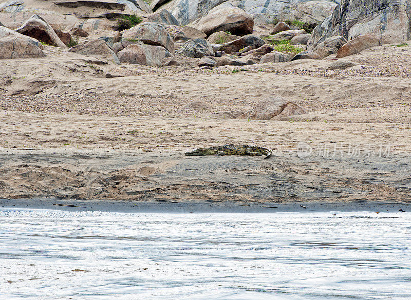 鳄鱼在非洲马拉维马杰特野生动物保护区的姆库鲁马齐河的沙岸边休息