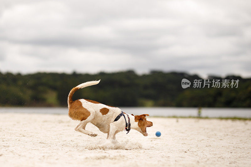 狗一边跑一边抓球