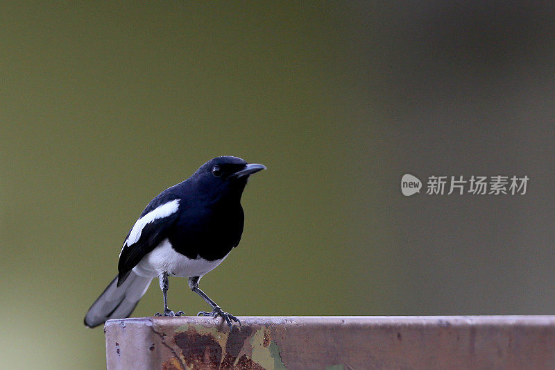 喜鹊鸟