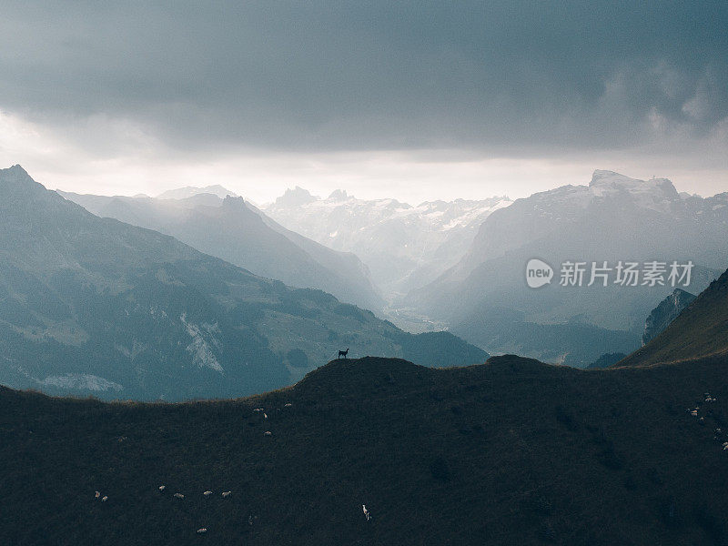 岩羚羊长在山岭上