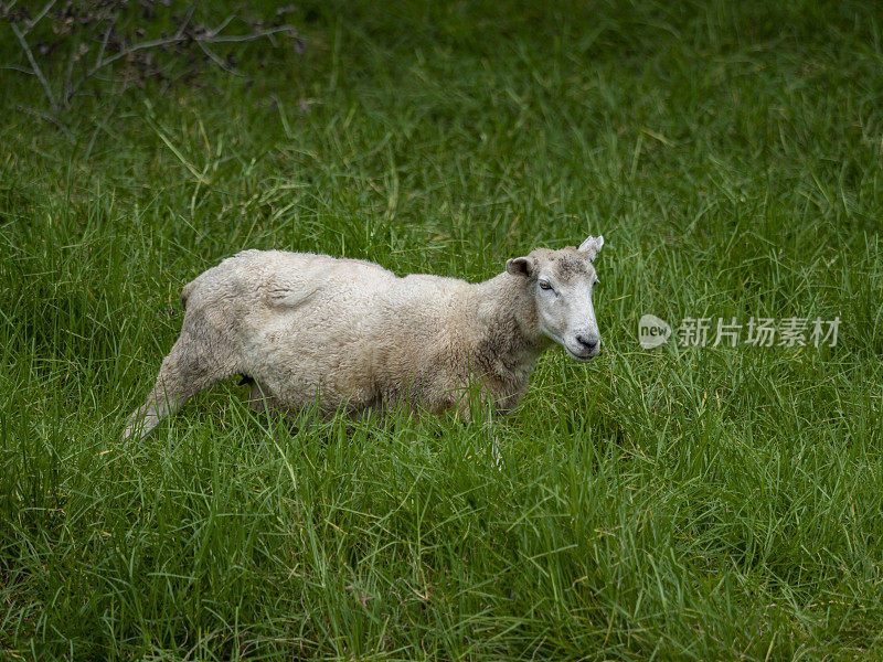 外面围场里的美利奴羊