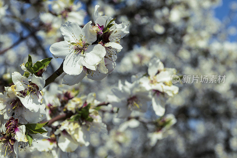 春季杏仁园开花的特写