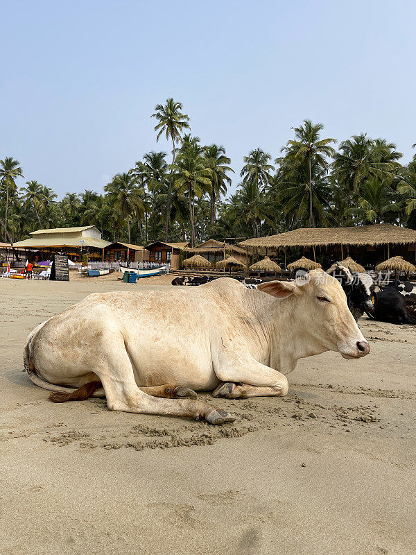 在印度果阿的海滩上，野牛躺在沙滩上，炎热的一天，牛在沙滩上放松，背景是树木和茅草凉亭