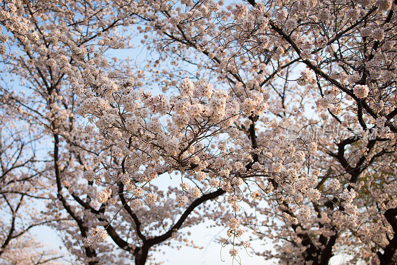 首尔的樱花和春天