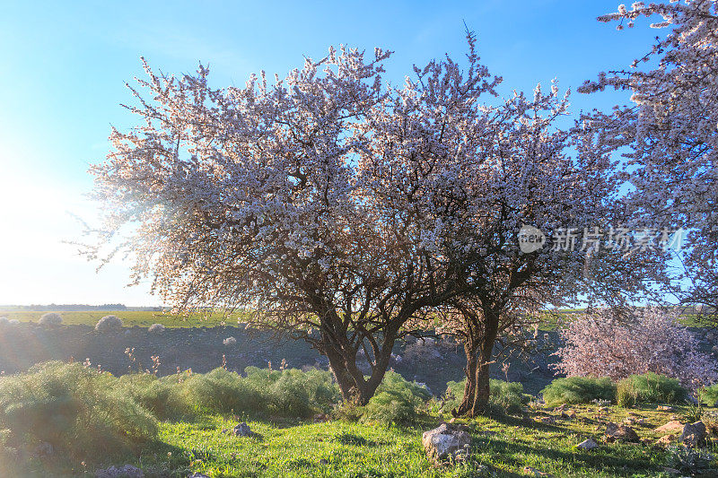 春季景观:阿尔塔穆尔吉亚国家公园:杏树盛开。阿普利亚,意大利。