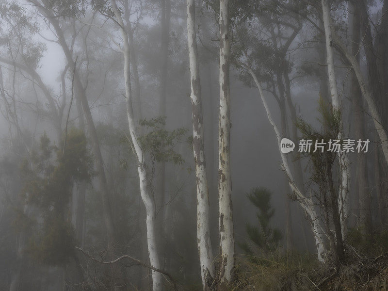 迷雾中的神秘树木