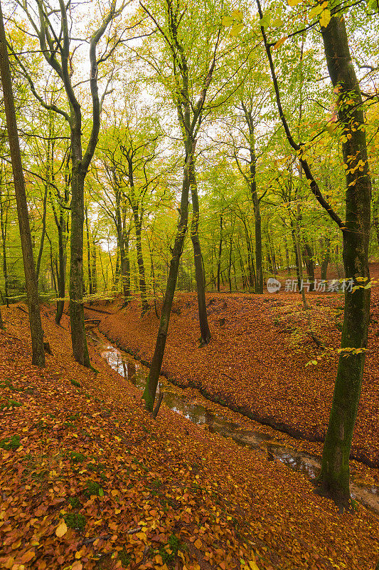 山毛榉树林里的小溪，山上有棕色的叶子