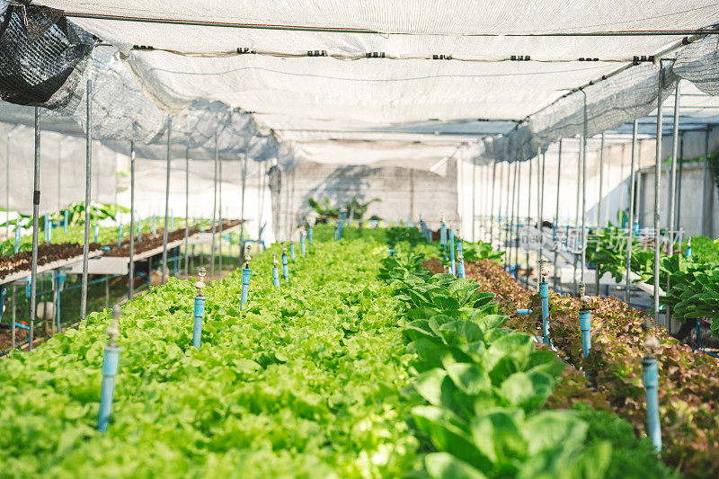 有机蔬菜温室中的新鲜生菜蔬菜。经营沙拉健康食品的小型有机农场。