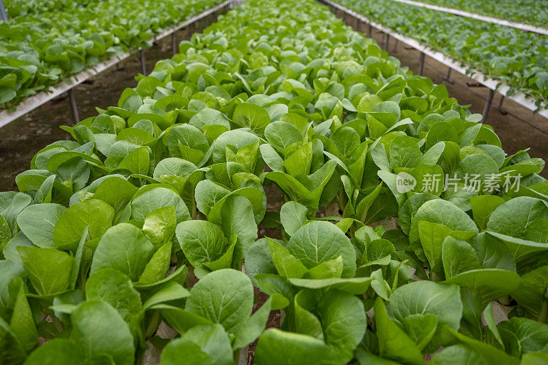智能农业大棚中的绿色蔬菜