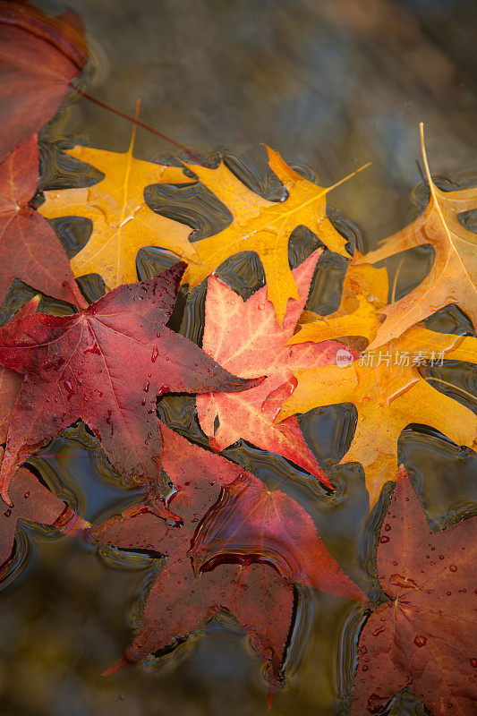 秋天的第一个征兆——秋叶在池塘上飘浮。