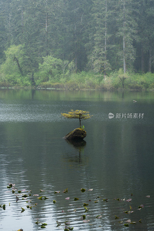 仙女湖树温哥华岛