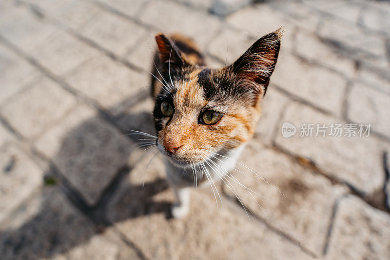 希腊街头的流浪猫