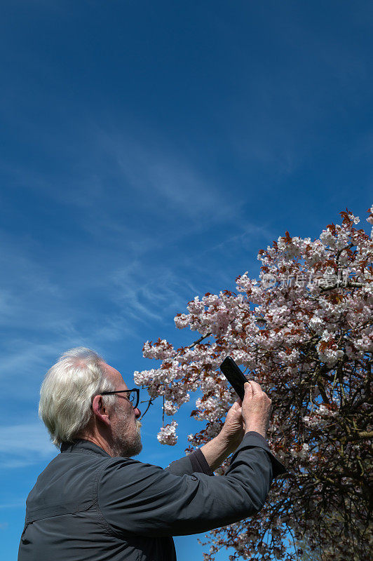退休老人在樱桃树上拍照