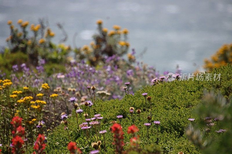 超级盛开的野花野花在山腰和加利福尼亚的山脉。