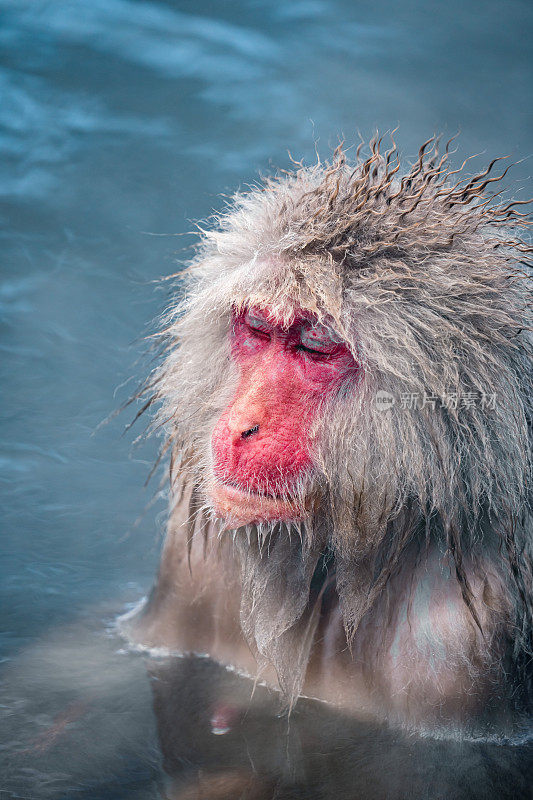 日本雪猴在温泉浴场