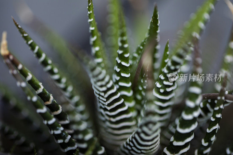 哈沃西亚斑马植物