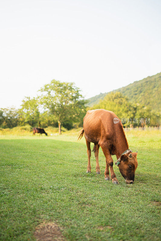 一头小牛在山上的草地上吃草
