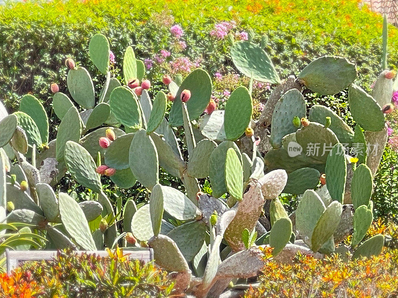 仙人掌花园