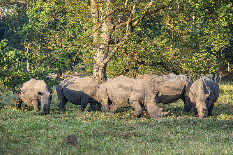 乌干达的一群南白犀牛