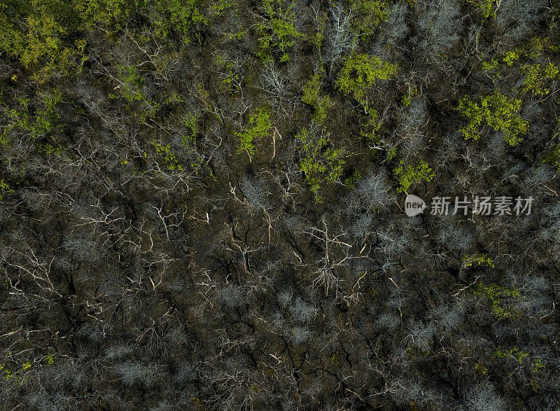 摘要航拍的红树林与生活和死树之间的对比色，坚江省