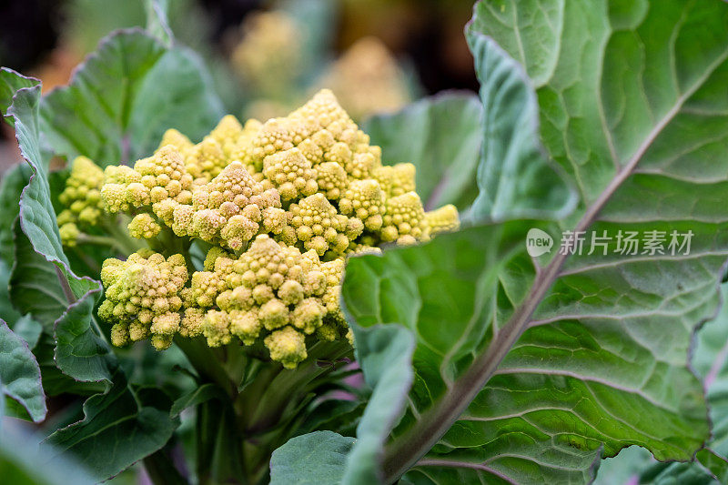 有机罗马花椰菜