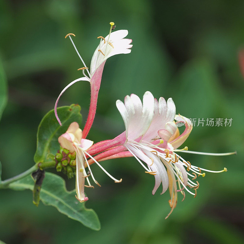 几朵生长在树篱中的野生金银花