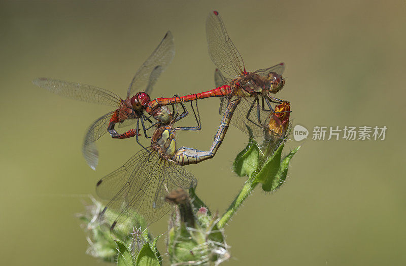三红斑蜻蜓(三红斑蜻蜓)