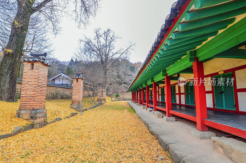 韩国罗州州乡桥，韩屋院子里的银杏树落叶。