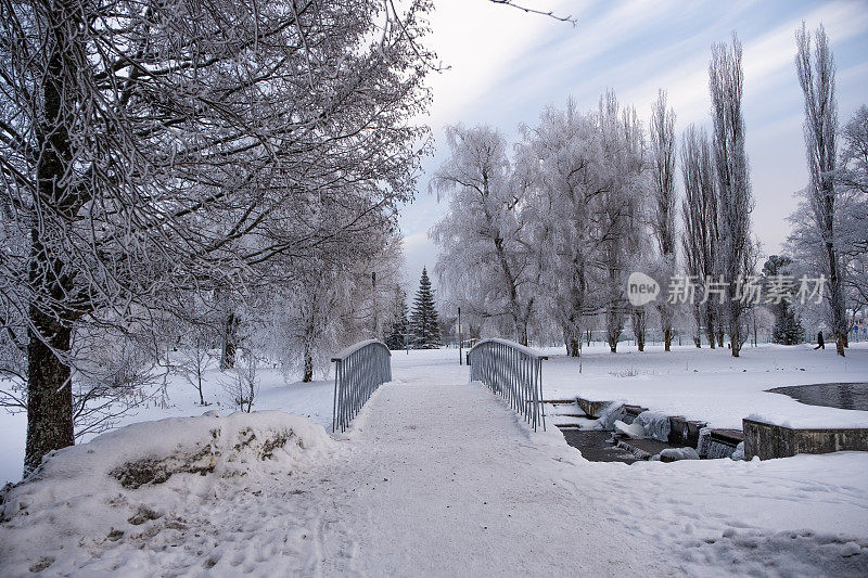 冬天的风景。在城市公园的湖面上，被冰雪覆盖的树枝和一座木制人行桥。拉赫蒂寒冷的冬日。